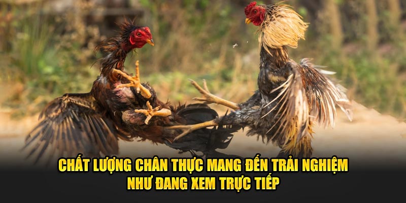 Chất lượng chân thực mang đến trải nghiệm như xem trực tiếp đá gà Banca30