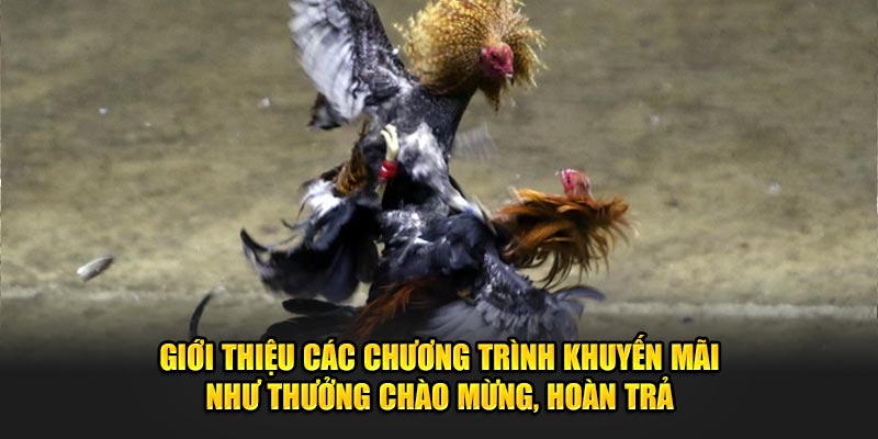 Giới thiệu các chương trình khuyến mãi như thưởng chào mừng, hoàn trả tại đá gà Banca30