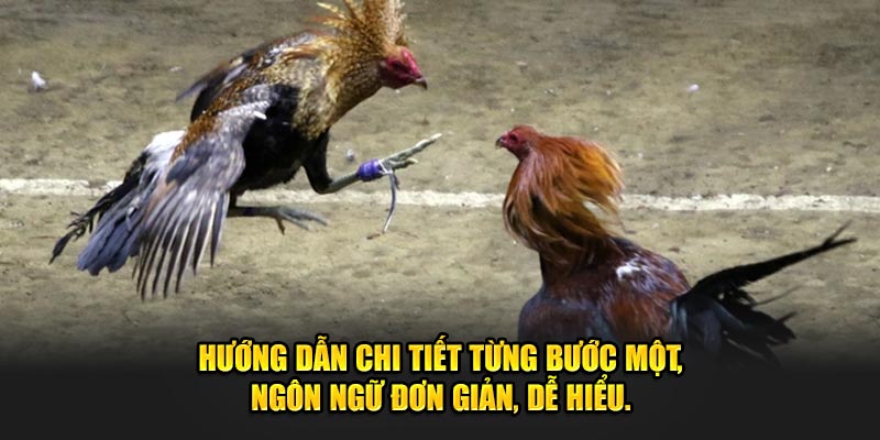 Hướng dẫn chi tiết từng bước một, ngôn ngữ dễ hiểu tại đá gà Banca30